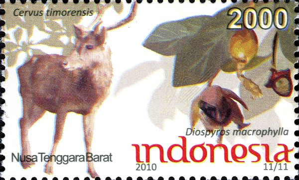 Javan Rusa (Cervus timorensis)