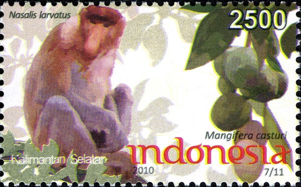 Proboscis Monkey (Nasalis larvatus)