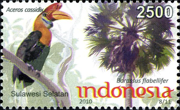 Knobbed Hornbill (Aceros cassidix)