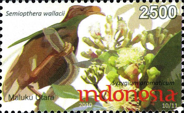 Wallace's Standardwing (Semioptera wallacii)