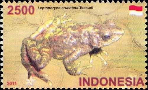 Bleeding Toad (Leptophryne cruentata Tschudi)