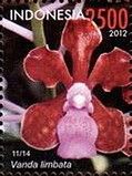 Vanda limbata