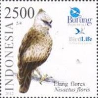 Flores Hawk-eagle (Nisaetus floris)