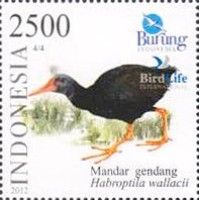 Invisible Rail (Habroptila wallacii)