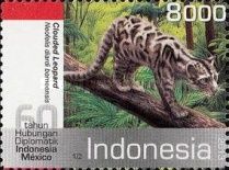 Clouded Leopard (Neofelis diardi borneensis)