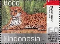 Mexican Jaguar (Panthera onca)