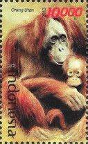 Orangutan (Pongo sp.)