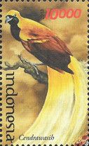 Lesser Bird-of-paradise (Paradisaea minor)