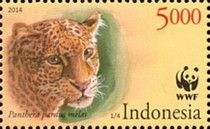 Javan Leopard (Panthera pardus melas)