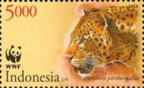 Javan Leopard (Panthera pardus melas)