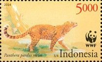 Javan Leopard (Panthera pardus melas)