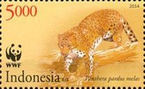 Javan Leopard (Panthera pardus melas)