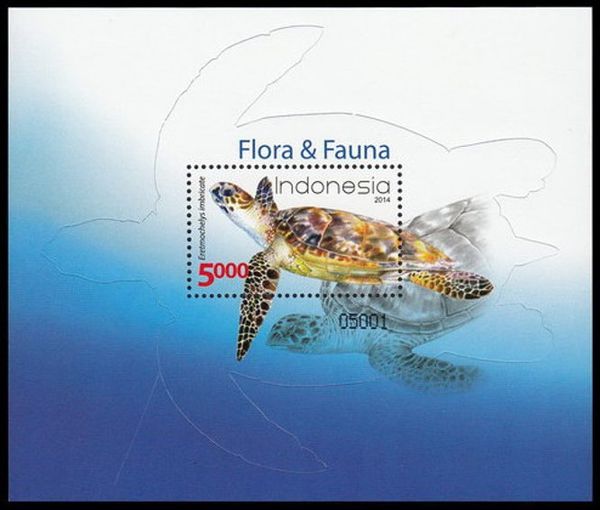 Hawksbill Turtle (Eretmochelys imbricata)