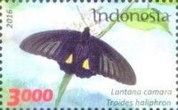 Haliphron Birdwing (Troides haliphron)