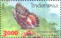 Red Lacewing (Cethosia biblis)