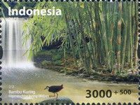 Bamboo Forest (Gigantochloa kuring)