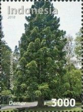 Damar (Agathis borneensis)