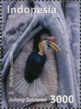 Knobbed Hornbill (Rhyticeros cassidix)