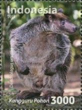 Ursine Tree Kangaroo (Dendrolagus ursinus)