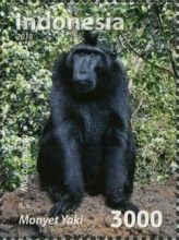 Crested Macaque (Macaca nigra)