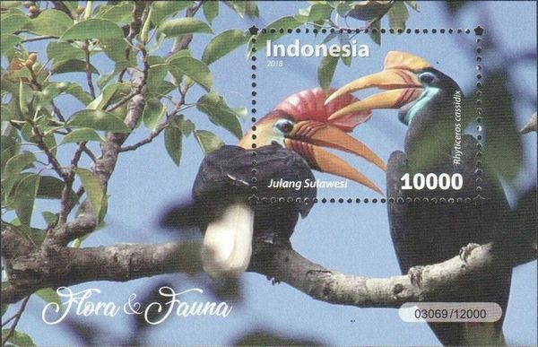 Knobbed Hornbill (Rhyticeros cassidix)