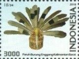 Paruh Burung Enggang Kalimantan Barat 18/34