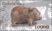 Year of the Pig 2019