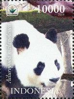 Panda (Ailuropoda melanoleuca)