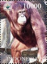 Bornean Orangutan (Pongo pygmaeus)