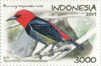 Rote Myzomela (Myzomela irianawidodoae)