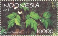 Begonia balgooyi