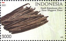 Vanilla (Vanilla planifolia)