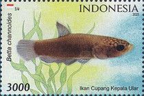 Endemic Fish of Indonesia - Betta channoides