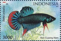 Crescent Betta (Betta imbellis)