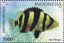 Indonesian Tiger Datnoid (Datnioides microlepis)