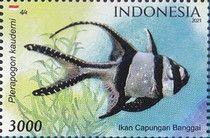 Banggai Cardinalfish (Pterapogon kauderni)