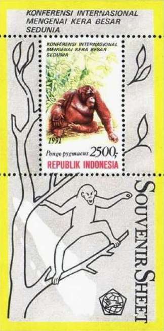 Bornean Orangutan (Pongo pygmaeus)