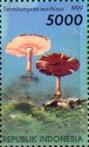 Mushrooms