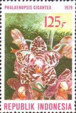 Phalaenopsis gigantea