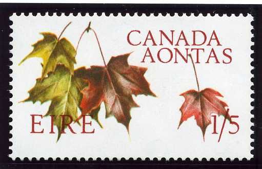 Maple Leaves