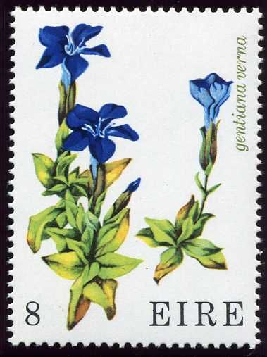 Spring Gentian (Gentiana verna)