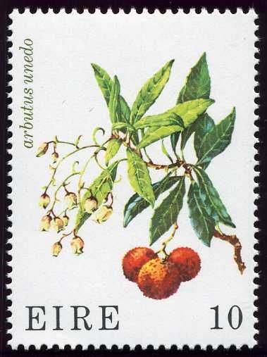 Strawberry Tree (Arbutus unedo)