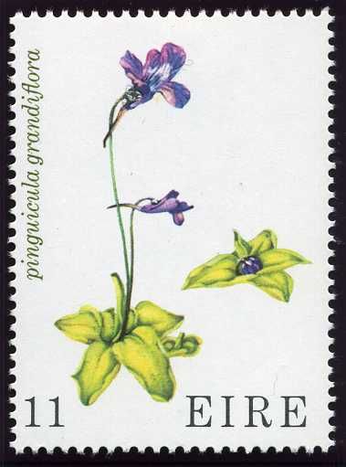 Large-flowered Butterwort (Pinguicula grandiflora)
