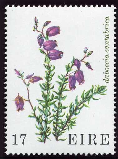 St. Dabeoc's Heath (Daboecia cantabrica)