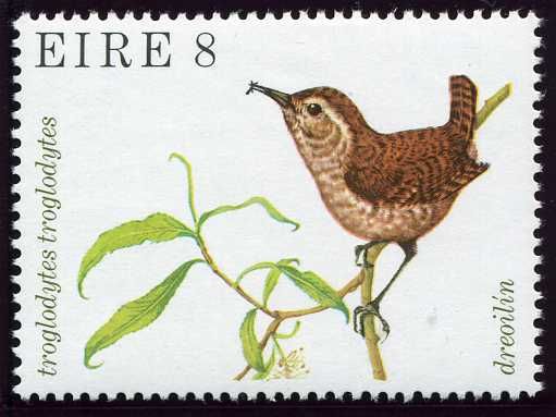 Eurasian Wren (Troglodytes troglodytes)