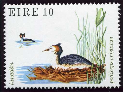 Great Crested Grebe (Podiceps cristatus)