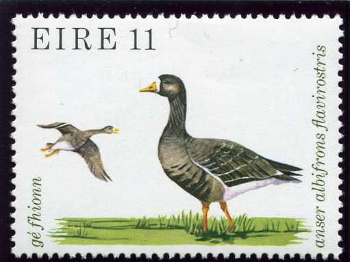 Greater White-fronted Goose (Anser albifrons flavirostris)