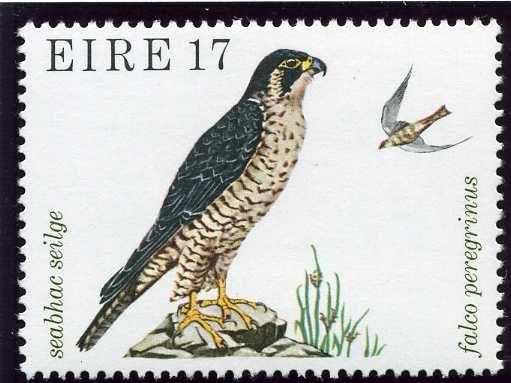 Peregrine Falcon (Falco peregrinus)
