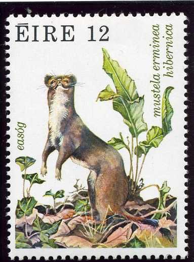 Irish Stoat (Mustela erminea hibernica)