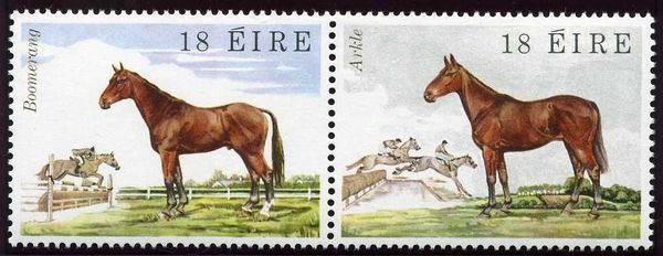 Jumper Horse "Boomerang" (Equus ferus caballus)
